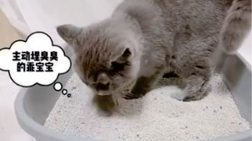 KittyCARE 膨润土猫砂